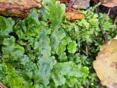 Conocephalum conicum