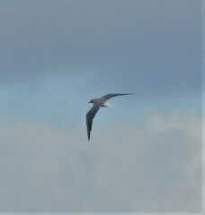 Chroicocephalus ridibundus