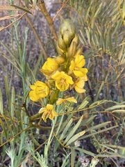 Senna pleurocarpa angustifolia