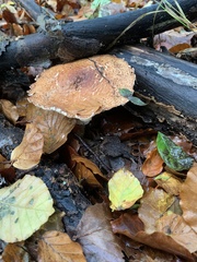 Echinoderma