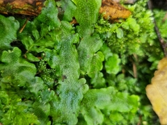 Conocephalum conicum