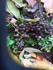 Coprinellus disseminatus