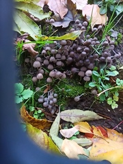 Coprinellus disseminatus