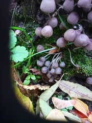 Coprinellus disseminatus