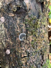 Daldinia concentrica