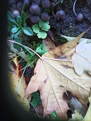 Coprinellus disseminatus