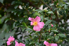 Camellia