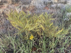 Senna pleurocarpa angustifolia