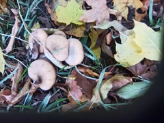 Armillaria cepistipes