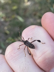 Leptoglossus oppositus