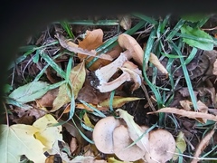 Armillaria cepistipes