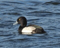 Aythya fuligula