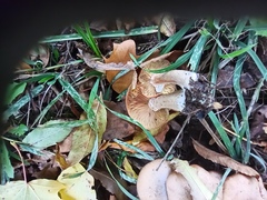 Armillaria cepistipes