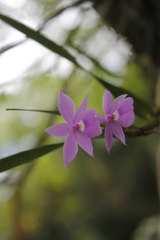 Dimerandra emarginata