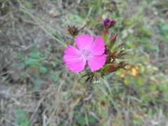 Dianthus balbisii