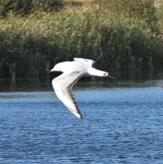 Chroicocephalus ridibundus