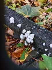 Schizophyllum commune