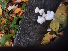 Schizophyllum commune