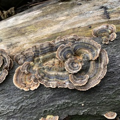 Trametes versicolor