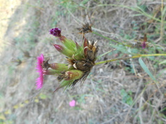 Dianthus balbisii