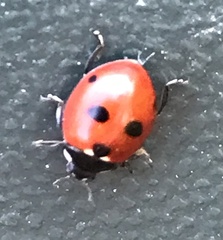 Coccinella quinquepunctata