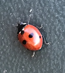 Coccinella quinquepunctata