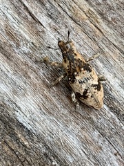 Bothynoderes affinis
