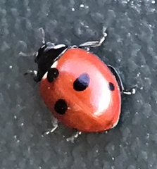 Coccinella quinquepunctata