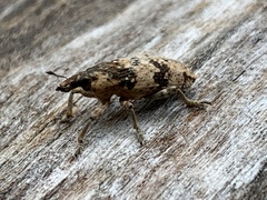 Bothynoderes affinis