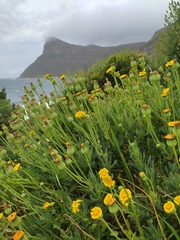 Othonna coronopifolia