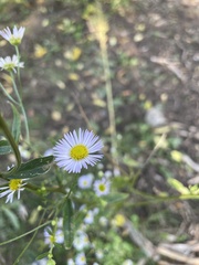 Erigeron annuus