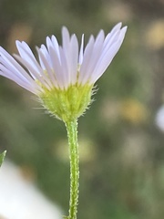 Erigeron annuus