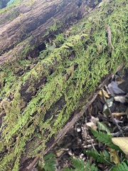 Hypnum circinale