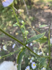 Erigeron annuus