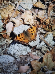 Nymphalis polychloros