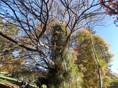 Freycinetia banksii