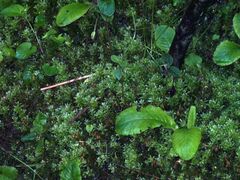 Plagiomnium undulatum