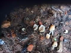 Agaricales