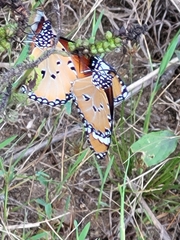 Danaus chrysippus