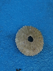Echinoidea