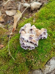 Chondrostereum purpureum