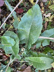 Lactuca floridana