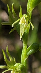 Prasophyllum pallidum