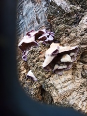 Chondrostereum purpureum