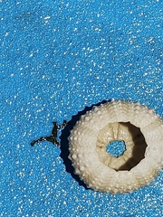 Echinoidea