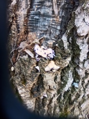 Chondrostereum purpureum