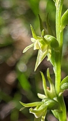Prasophyllum pallidum