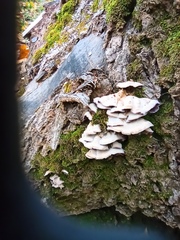 Chondrostereum purpureum