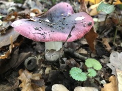 Russula atropurpurea