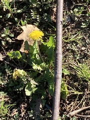 Taraxacum officinale